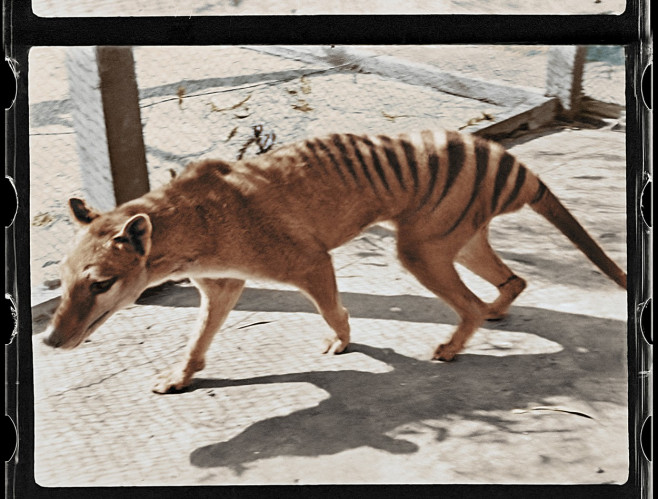 tigru tasmanian (4)