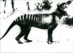 tigru tasmanian (9)