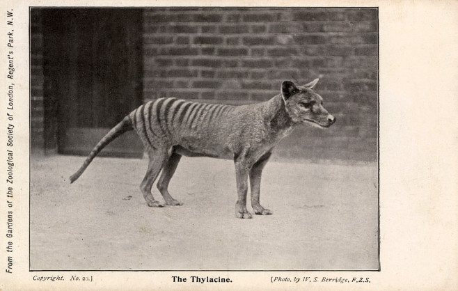 tigru tasmanian