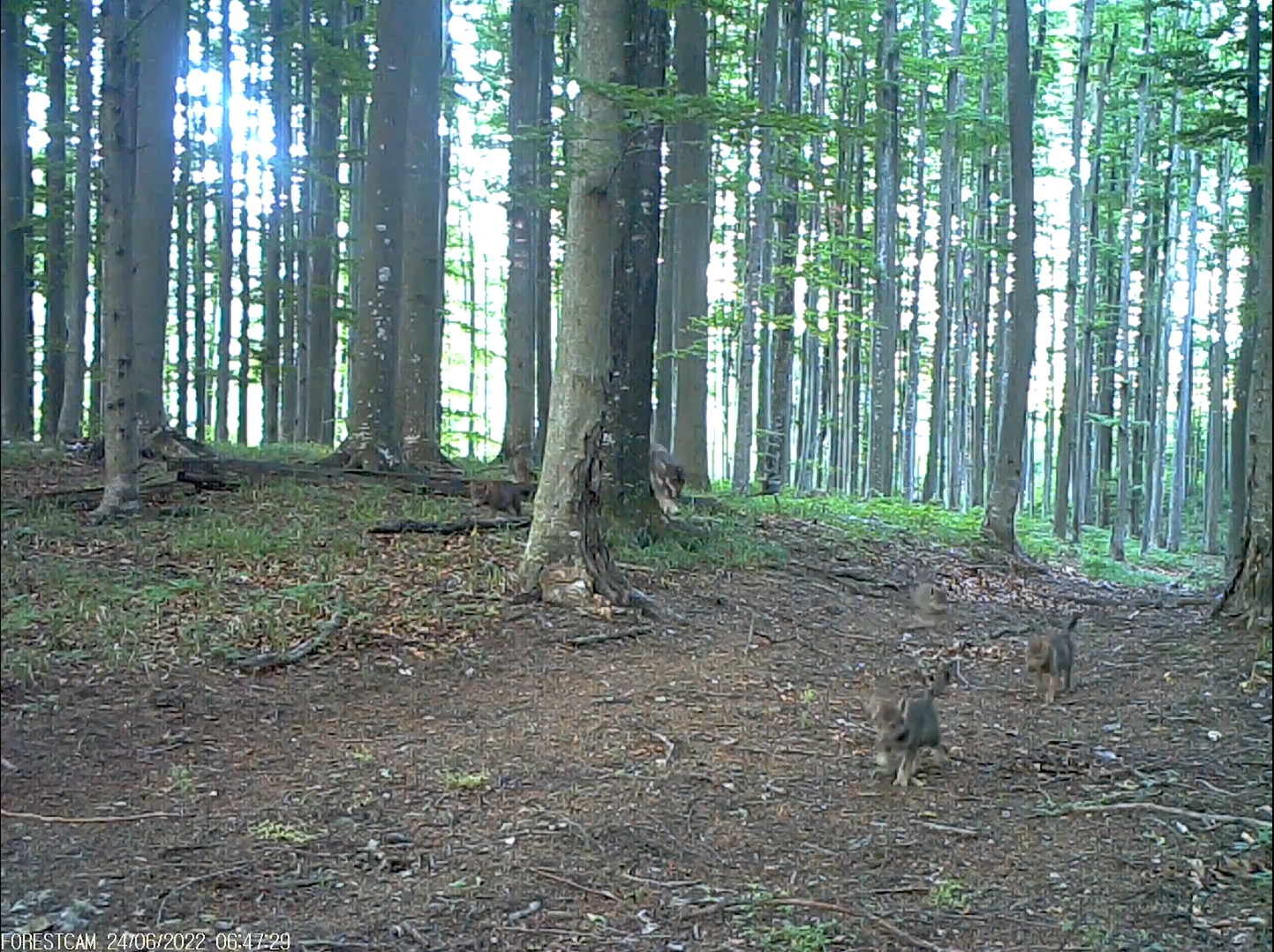 Imagini rare cu șase puișori de lup au fost surprinse în Parcul Național Semenic