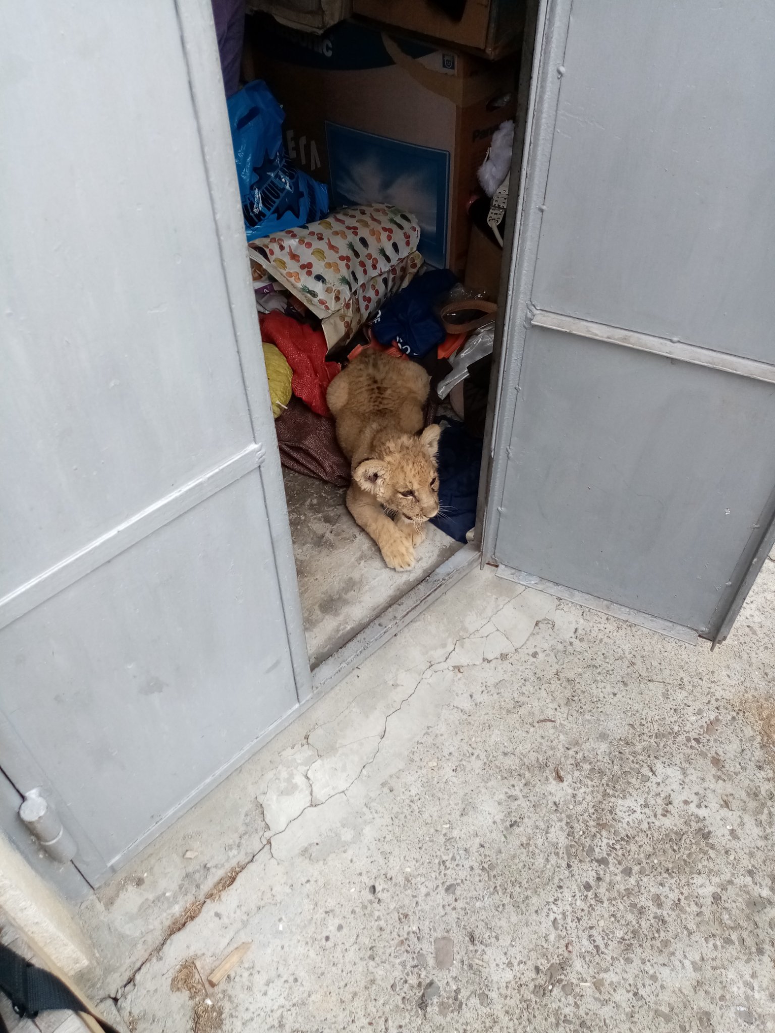 Un pui de leu, ținut în garaj de un bărbat din Rădăuți
