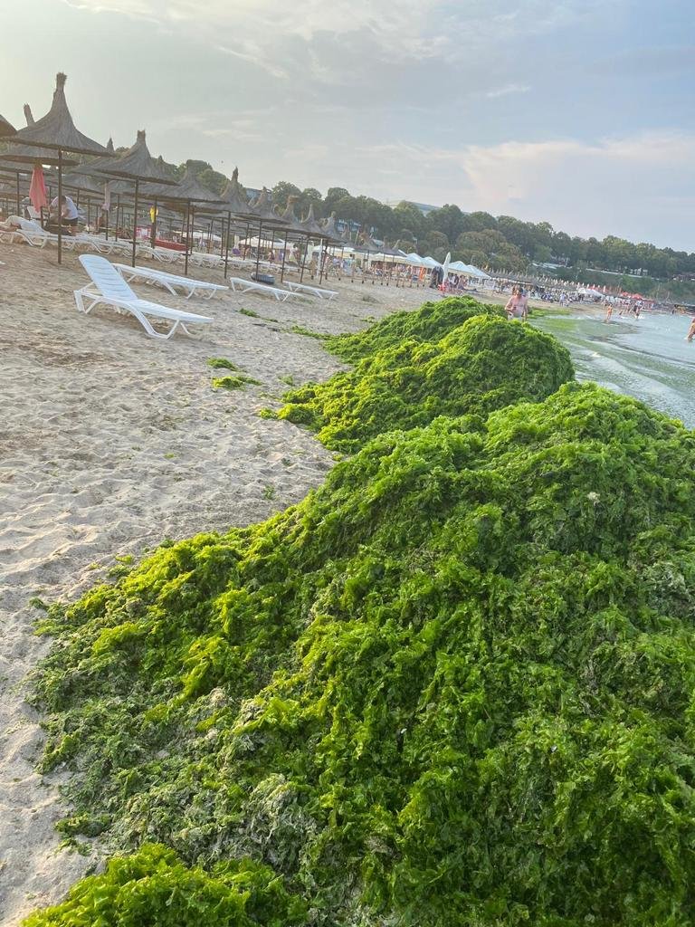 Tone de alge pe litoral. În trei zile cantitatea adunată a fost cât în toată luna iulie