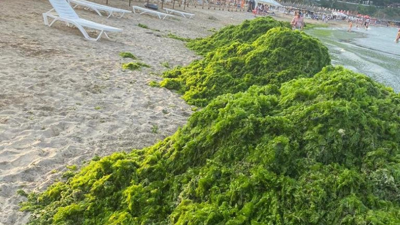 alge pe plaja