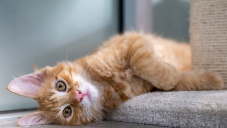 pisica roscata lungita