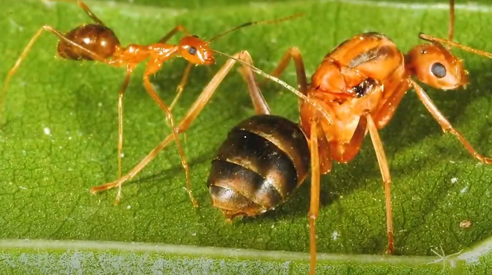 Invazia de furnici nebune galbene face ravagii în sudul Indiei. Insectele scuipă acid formic și mănâncă „orice și oricât”