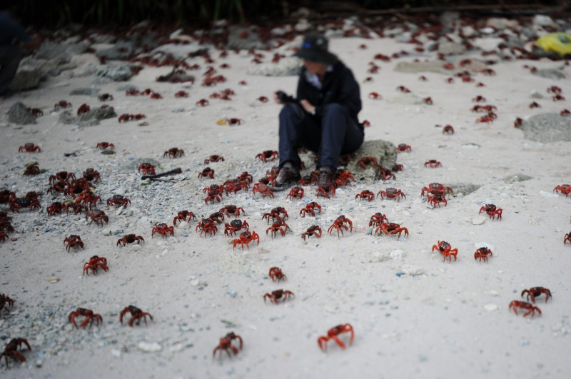 Crabi roșii plajă Australia