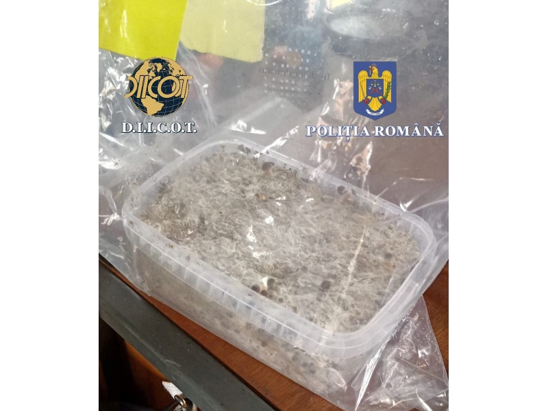 Polițiștii au găsit cocaină, ciuperci halucinogene și cannabis în corturile și mașinile unor participanți la un festival din Harghita
