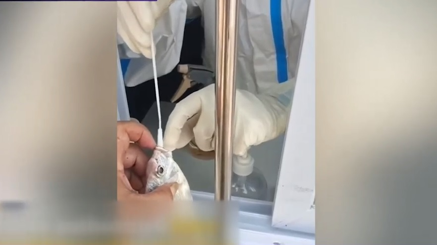 VIDEO. Imagini bizare din China: Peștii sunt testați de COVID