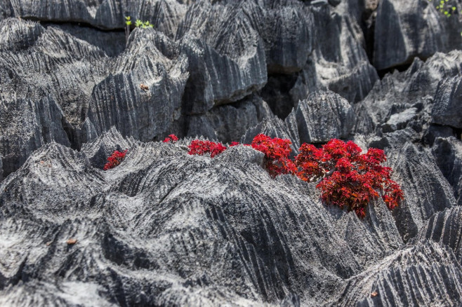 Tsingy. Plants with red leaves on the gray stones. Very unusual photo. Madagascar. An excellent illustration.