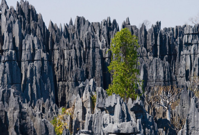 Tsingy de Bemaraha. Typical landscape with tree. Madagascar. An excellent illustration.