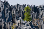 Tsingy de Bemaraha. Typical landscape with tree. Madagascar. An excellent illustration.