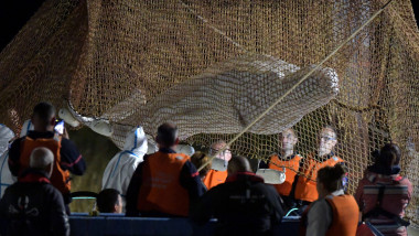 operațiune de salvare a balenei beluga rătăcite pe Sena