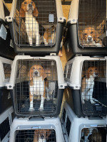 Beagle operațiune de salvare