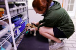 Beagle operațiune de salvare