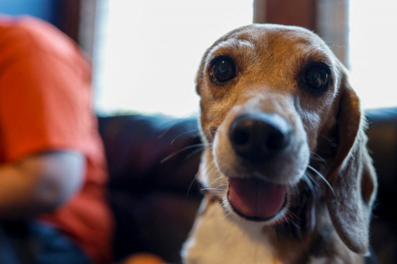 Beagle operațiune de salvare