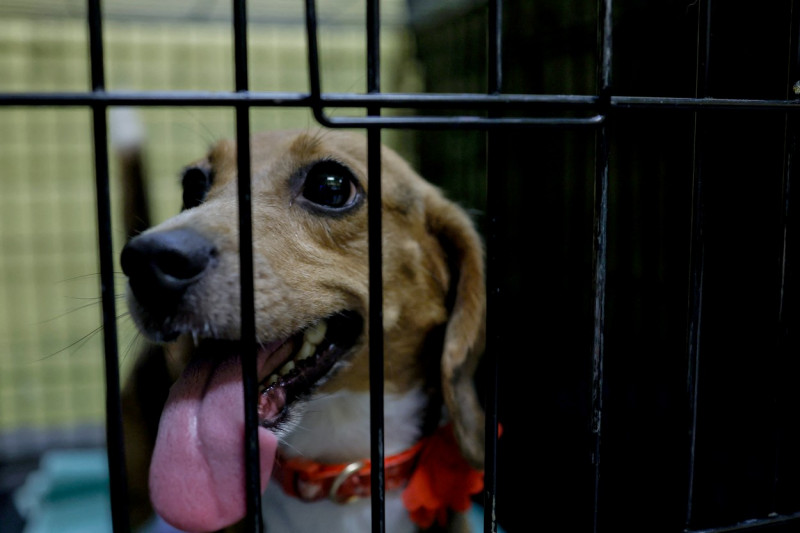 Beagle operațiune de salvare