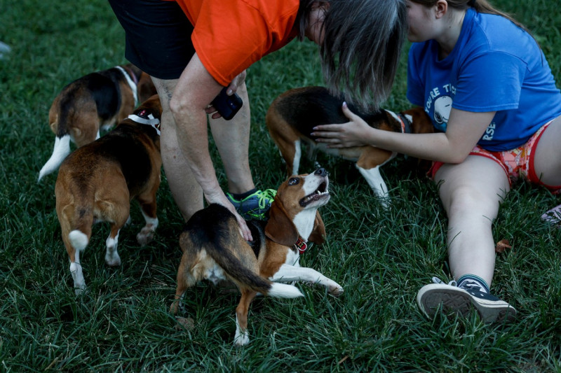 Beagle operațiune de salvare