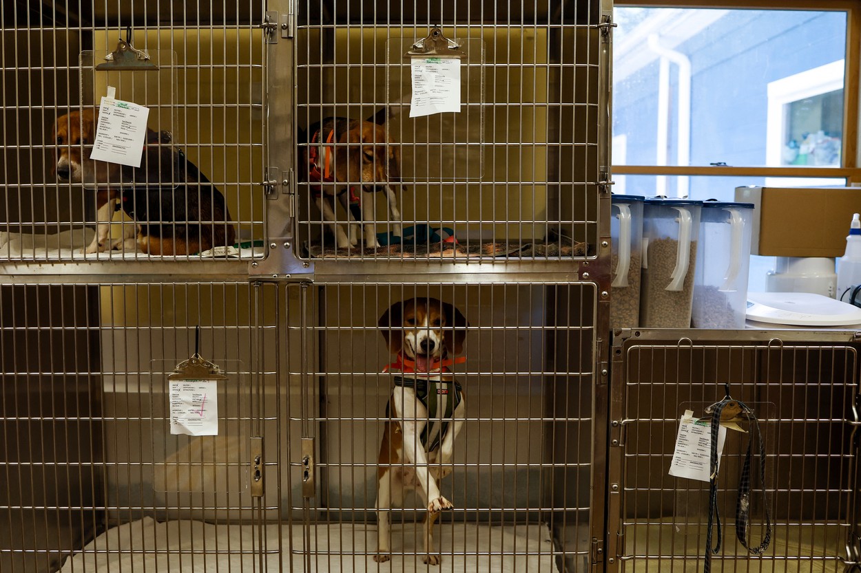 O femeie care ţinea zeci de câini în condiţii îngrozitoare a fost trimisă în judecată pentru uciderea şi schingiuirea animalelor