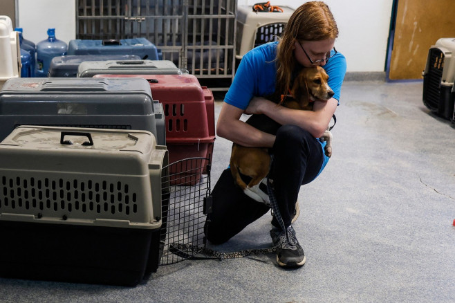 Beagle operațiune de salvare