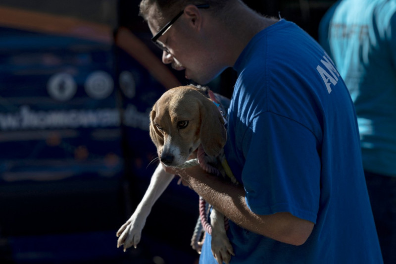 Beagle operațiune de salvare