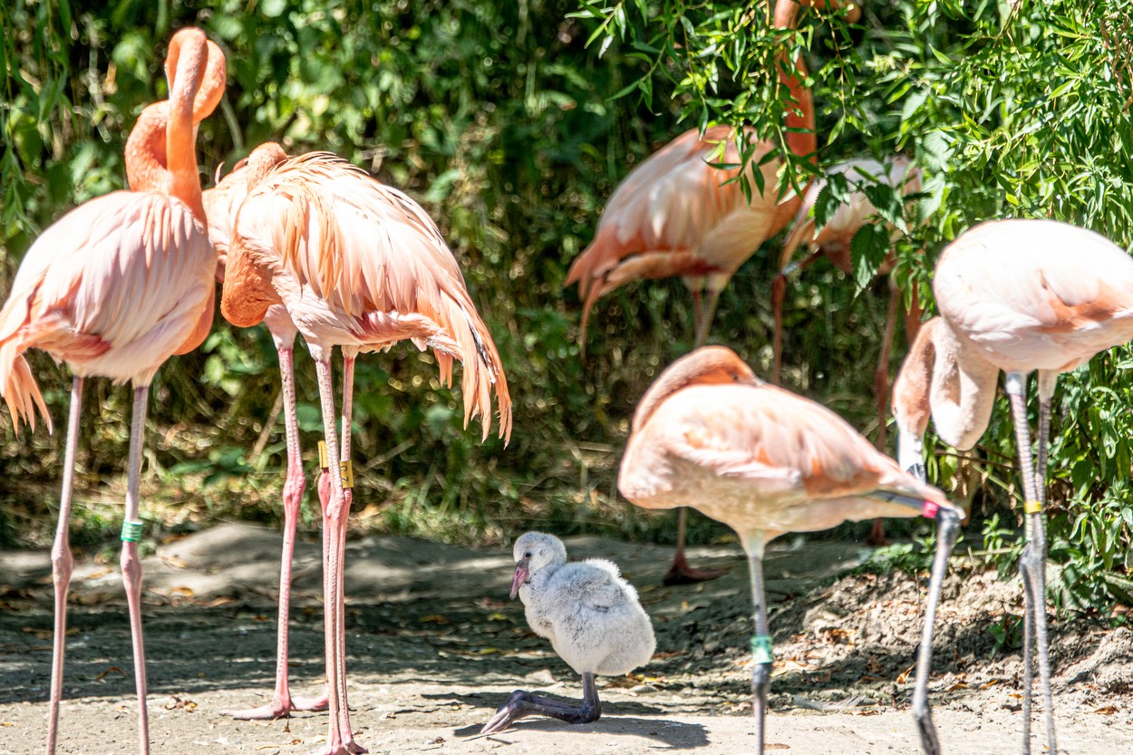 Un pui de flamingo e crescut de doi tați adoptivi, pentru că părinții biologici l-au abandonat