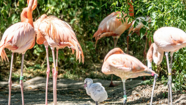 Un pui de flamingo e crescut de doi tați adoptivi