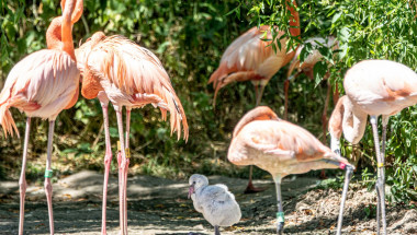 Un pui de flamingo e crescut de doi tați adoptivi