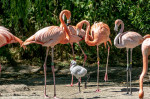 EXCLUSIVE: Adorable Flamingo Raised By Two Adoptive Dads After Animal's Biological Parents Left Zoo