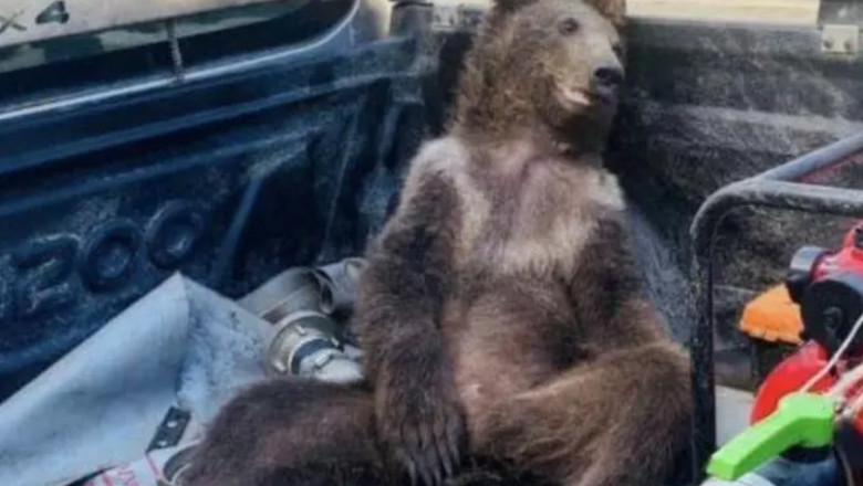 Un pui de urs a fost salvat în Turcia după ce a consumat miere cu efecte halucinogene