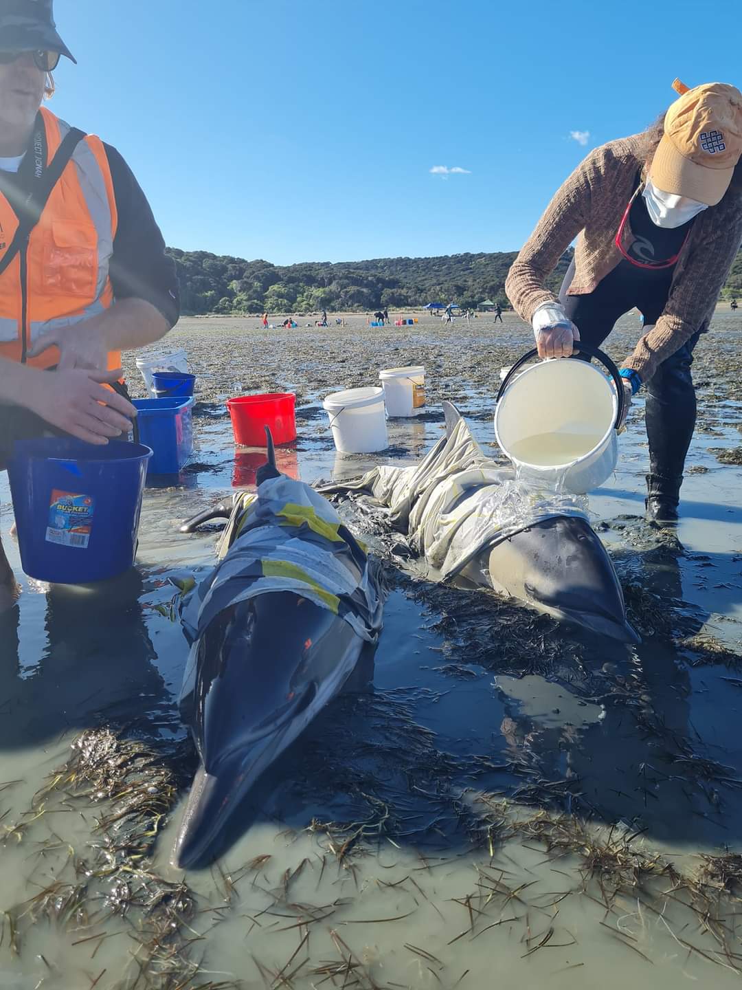 Voluntari înarmaţi cu găleţi cu apă şi prosoape au salvat delfinii eşuaţi pe o plajă din Noua Zeelandă