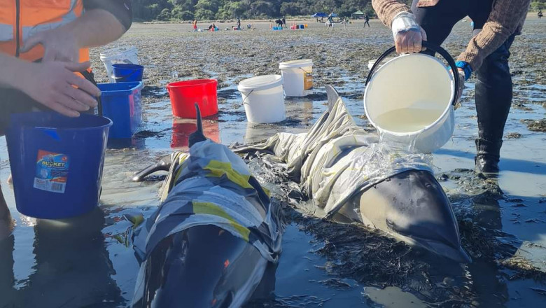 Voluntari înarmaţi cu găleţi cu apă şi prosoape au salvat delfinii eşuaţi pe o plajă din Noua Zeelandă.