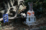 Singapore First Giant Panda Cub Celebrates First Birthday - 12 Aug 2022