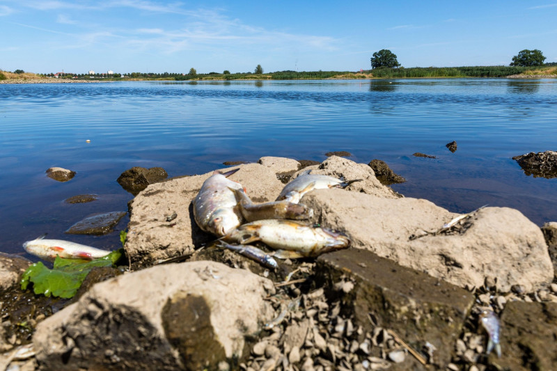 11 August 2022, Brandenburg, Frankfurt (Oder): Dead fish lie on the banks of the Oder River near Ziegenwerder Island in Frankfurt (Oder). The Oder is a border river between Poland and Germany. There has been a massive fish kill in the river. Authorities i
