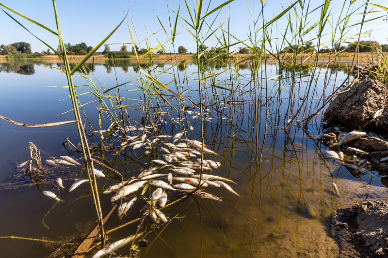 11 August 2022, Brandenburg, Brieskow-Finkenheerd: Dead fish swimming in the Oder River near Brieskow-Finkenheerd. A massive fish kill has occurred in the Oder River. Authorities in Brandenburg warn against using the river water or coming into contact wit