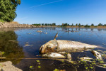 Brieskow Finkenheerd, Germany. 11th Aug, 2022. A dead chub and other dead fish are swimming in the Oder River near Brieskow-Finkenheerd. A massive fish kill has occurred in the Oder River. Authorities in Brandenburg warn against using the river water or c