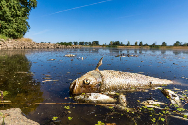 Brieskow Finkenheerd, Germany. 11th Aug, 2022. A dead chub and other dead fish are swimming in the Oder River near Brieskow-Finkenheerd. A massive fish kill has occurred in the Oder River. Authorities in Brandenburg warn against using the river water or c
