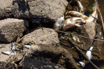 11 August 2022, Brandenburg, Frankfurt (Oder): Dead fish lie on the banks of the Oder River near Ziegenwerder Island in Frankfurt (Oder). The Oder is a border river between Poland and Germany. There has been a massive fish kill in the river. Authorities i