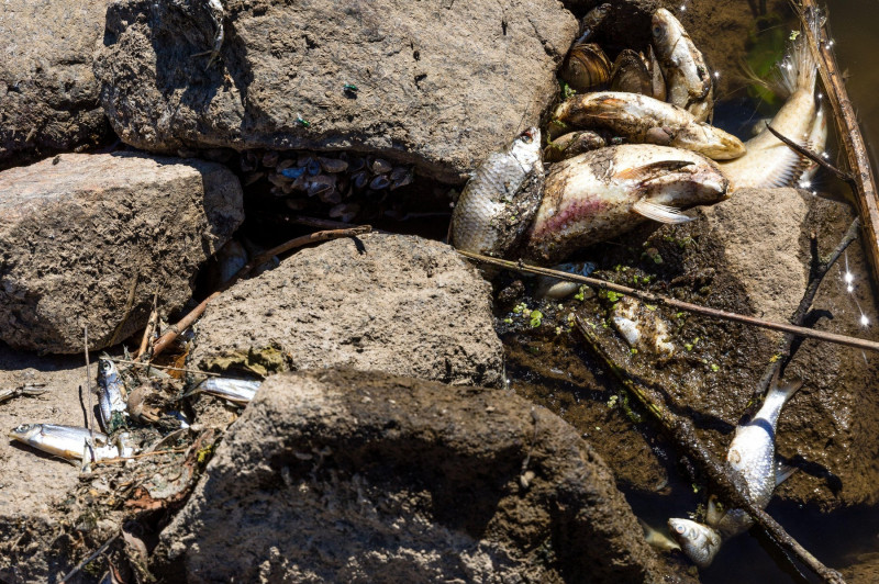 11 August 2022, Brandenburg, Frankfurt (Oder): Dead fish lie on the banks of the Oder River near Ziegenwerder Island in Frankfurt (Oder). The Oder is a border river between Poland and Germany. There has been a massive fish kill in the river. Authorities i