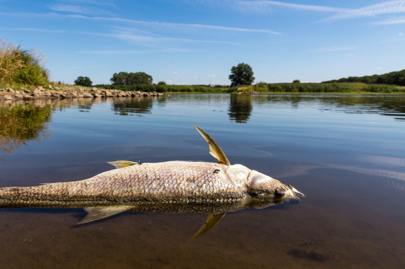 11 August 2022, Brandenburg, Frankfurt (Oder): A dead fish lies on the bank of the Oder River near Ziegenwerder Island in Frankfurt (Oder). The Oder is a border river between Poland and Germany. A massive fish kill has occurred in the river. Authorities i