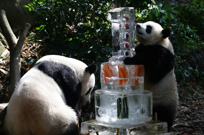 Singapore First Giant Panda Cub Celebrates First Birthday - 12 Aug 2022