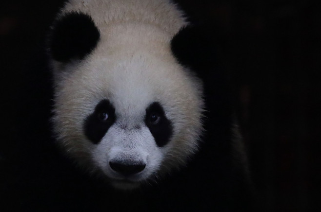 Singapore First Giant Panda Cub Celebrates First Birthday - 12 Aug 2022