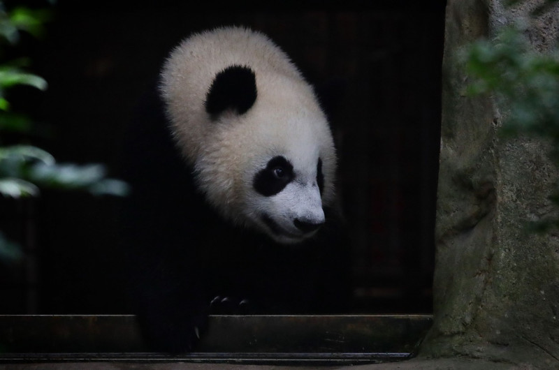 Singapore First Giant Panda Cub Celebrates First Birthday - 12 Aug 2022