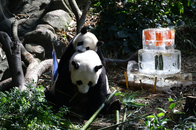 Singapore First Giant Panda Cub Celebrates First Birthday - 12 Aug 2022