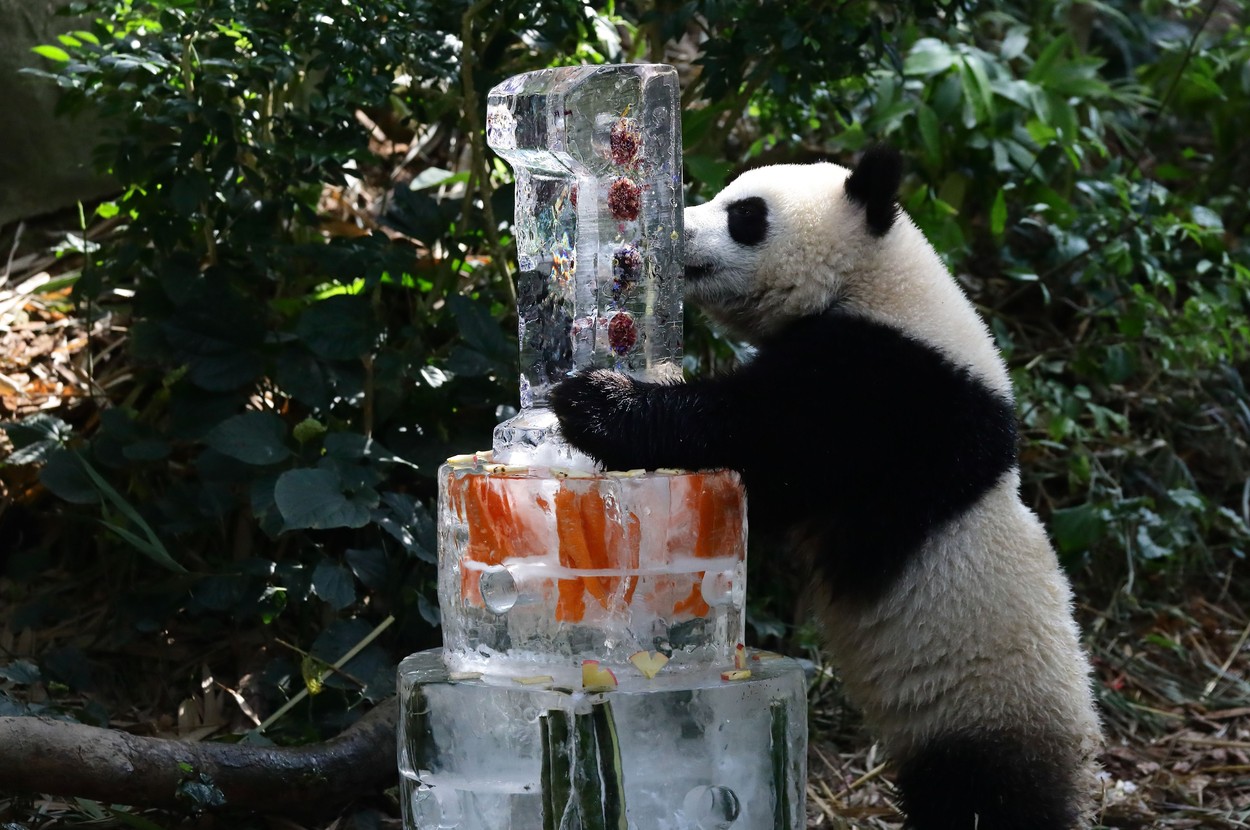 Imagini adorabile cu un pui de panda uriaș care și-a sărbătorit primul an de viață