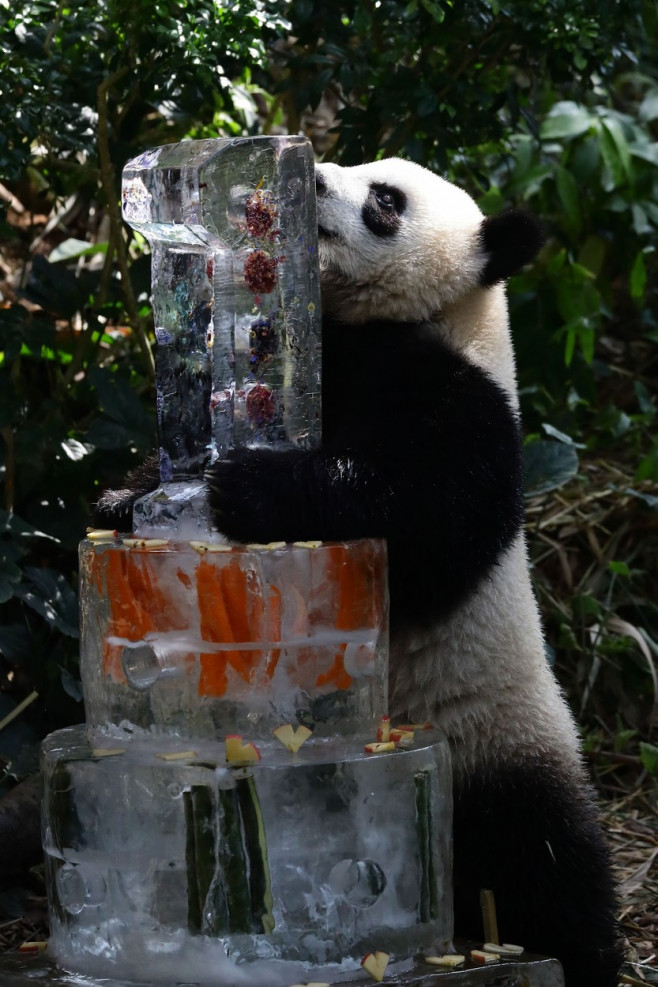 Singapore First Giant Panda Cub Celebrates First Birthday - 12 Aug 2022