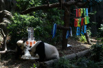 Singapore First Giant Panda Cub Celebrates First Birthday - 12 Aug 2022