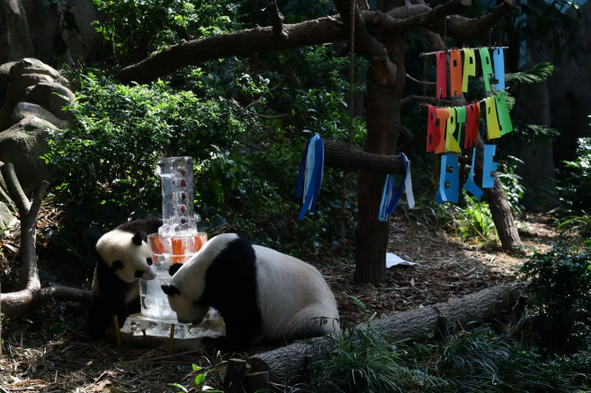 Singapore First Giant Panda Cub Celebrates First Birthday - 12 Aug 2022