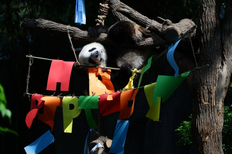 Singapore First Giant Panda Cub Celebrates First Birthday - 12 Aug 2022
