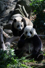 Singapore First Giant Panda Cub Celebrates First Birthday - 12 Aug 2022