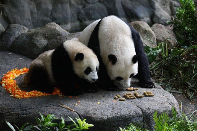 Singapore First Giant Panda Cub Celebrates First Birthday - 12 Aug 2022